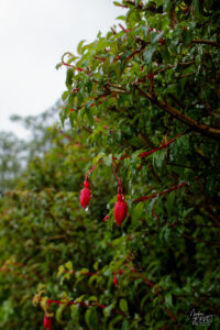 Clochettes de Fuchsia de Magellan (Fuchsia magellanica), Jardin clos victorien, Abbaye de Kylemore, Pollacappul, Co. Galway, Irlande