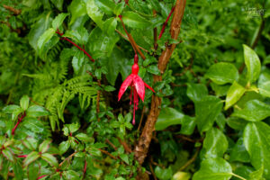 Clochettes de Fuchsia de Magellan (Fuchsia magellanica), Jardin clos victorien, Abbaye de Kylemore, Pollacappul, Co. Galway, Irlande