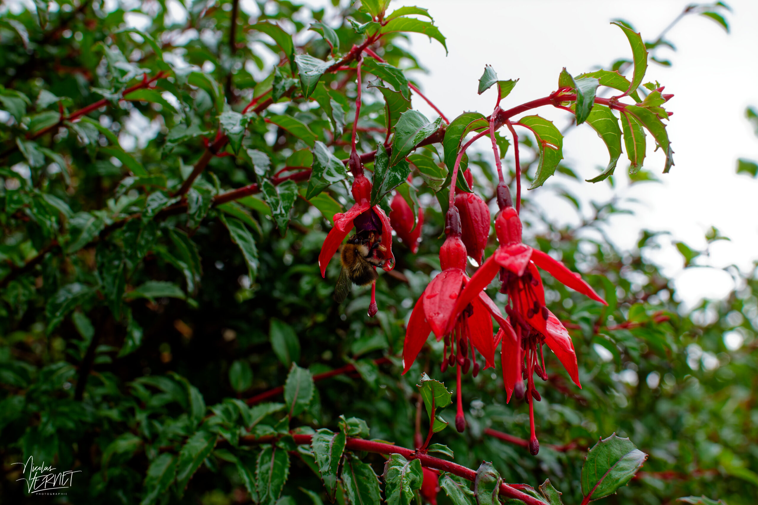 Bourdon et clochettes de Fuchsia de Magellan (Fuchsia magellanica), Jardin clos victorien, Abbaye de Kylemore, Pollacappul, Co. Galway, Irlande