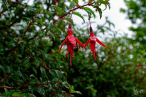 Bourdon et clochettes de Fuchsia de Magellan (Fuchsia magellanica), Jardin clos victorien, Abbaye de Kylemore, Pollacappul, Co. Galway, Irlande