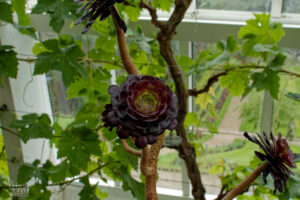 Rosette de feuilles de l'Aeonium noir (Aeonium arboreum "Zwartkop") cultivé sous les serres du jardin clos victorien, Abbaye de Kylemore, Pollacappul, Co. Galway, Irlande