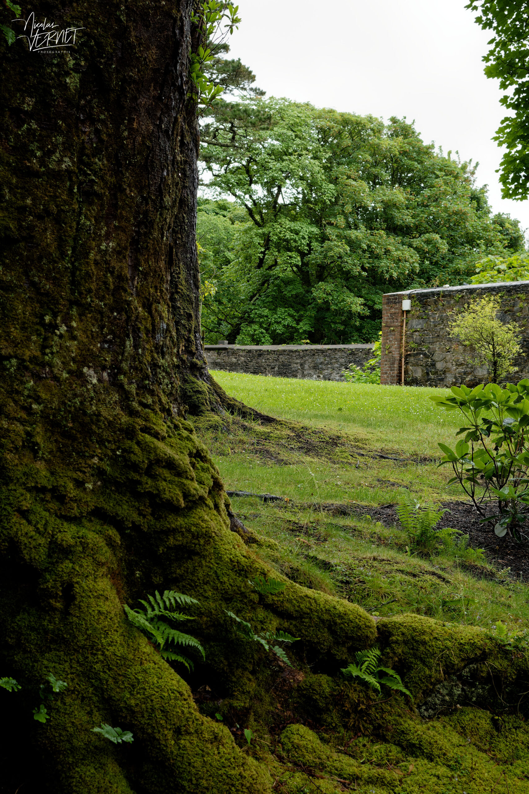 Arbre centenaire au racines moussues, Jardin clos victorien, Abbaye de Kylemore, Pollacappul, Co. Galway, Irlande