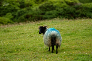 Brebis Scottish Blackface, Jardin clos victorien, Abbaye de Kylemore, Pollacappul, Co. Galway, Irlande