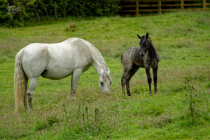 Jument et son poulain de race Connemara (Equus caballus), Jardin clos victorien, Abbaye de Kylemore, Pollacappul, Co. Galway, Irlande