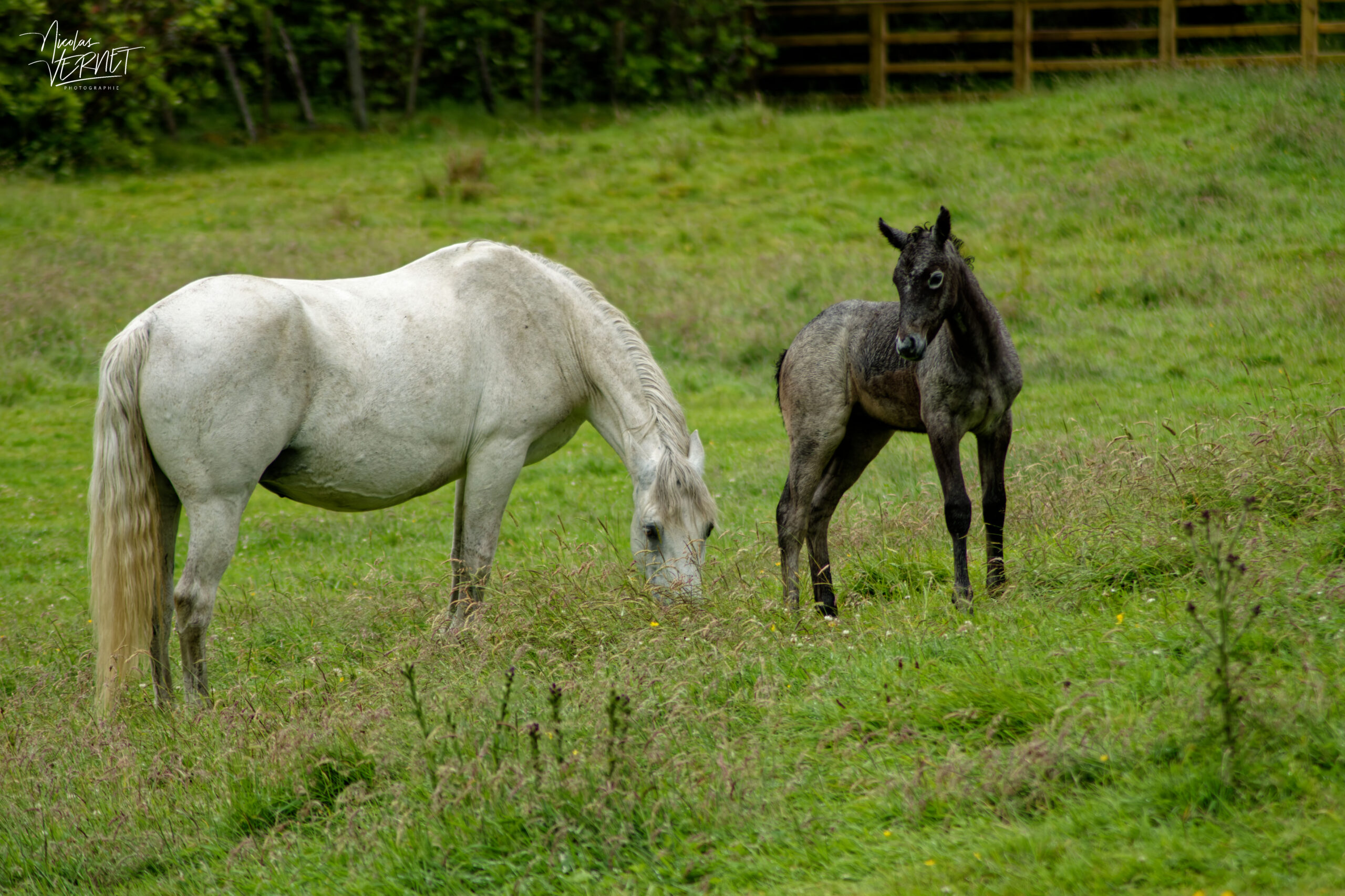 Jument et son poulain de race Connemara (Equus caballus), Jardin clos victorien, Abbaye de Kylemore, Pollacappul, Co. Galway, Irlande