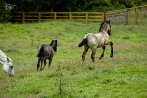 Jument et ses poulains de race Connemara (Equus caballus), Jardin clos victorien, Abbaye de Kylemore, Pollacappul, Co. Galway, Irlande