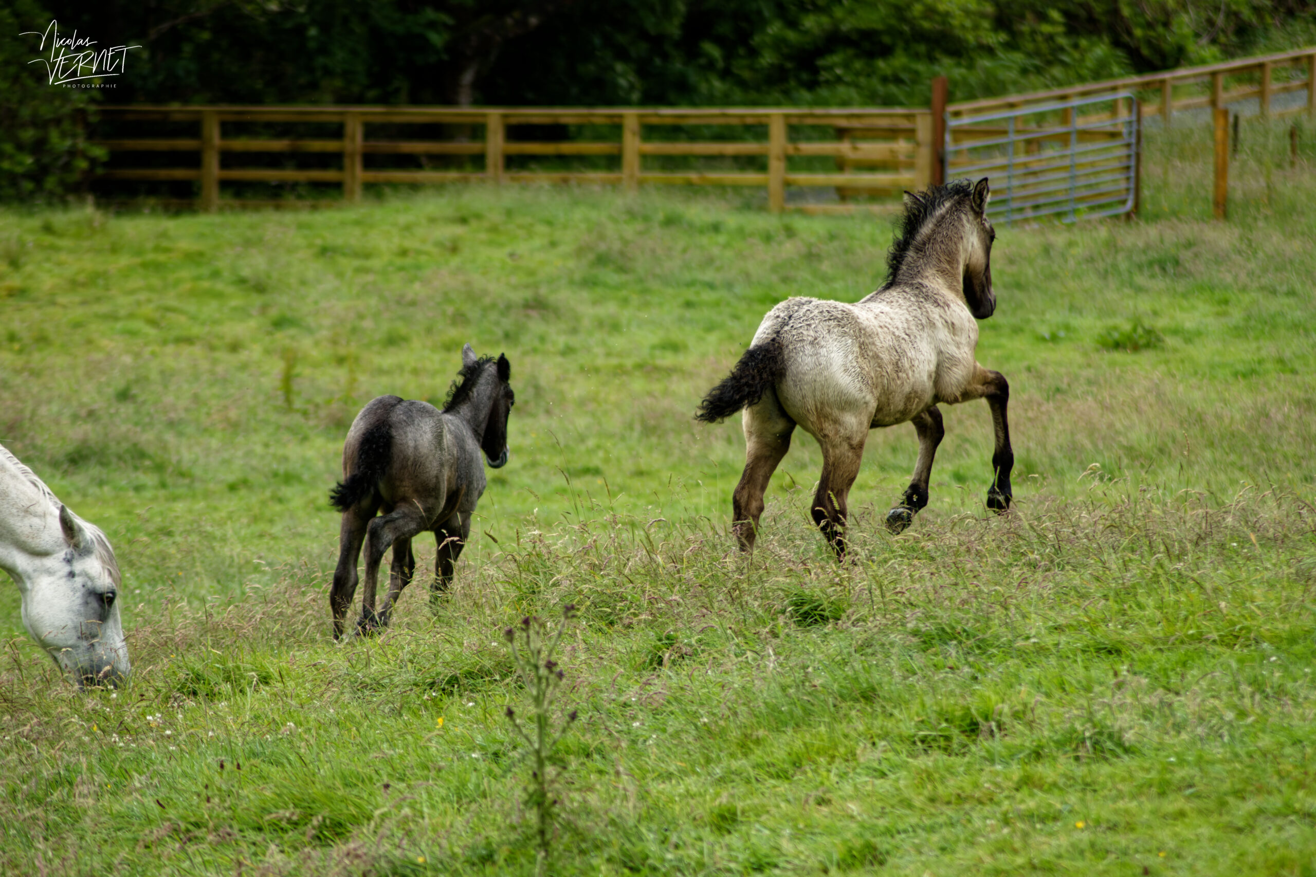 Jument et ses poulains de race Connemara (Equus caballus), Jardin clos victorien, Abbaye de Kylemore, Pollacappul, Co. Galway, Irlande