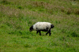 Agneau Scottish Blackface, Jardin clos victorien, Abbaye de Kylemore, Pollacappul, Co. Galway, Irlande