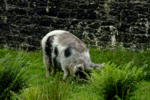 Cochon de race KuneKune (Sus domesticus), Jardin clos victorien, Abbaye de Kylemore, Pollacappul, Co. Galway, Irlande