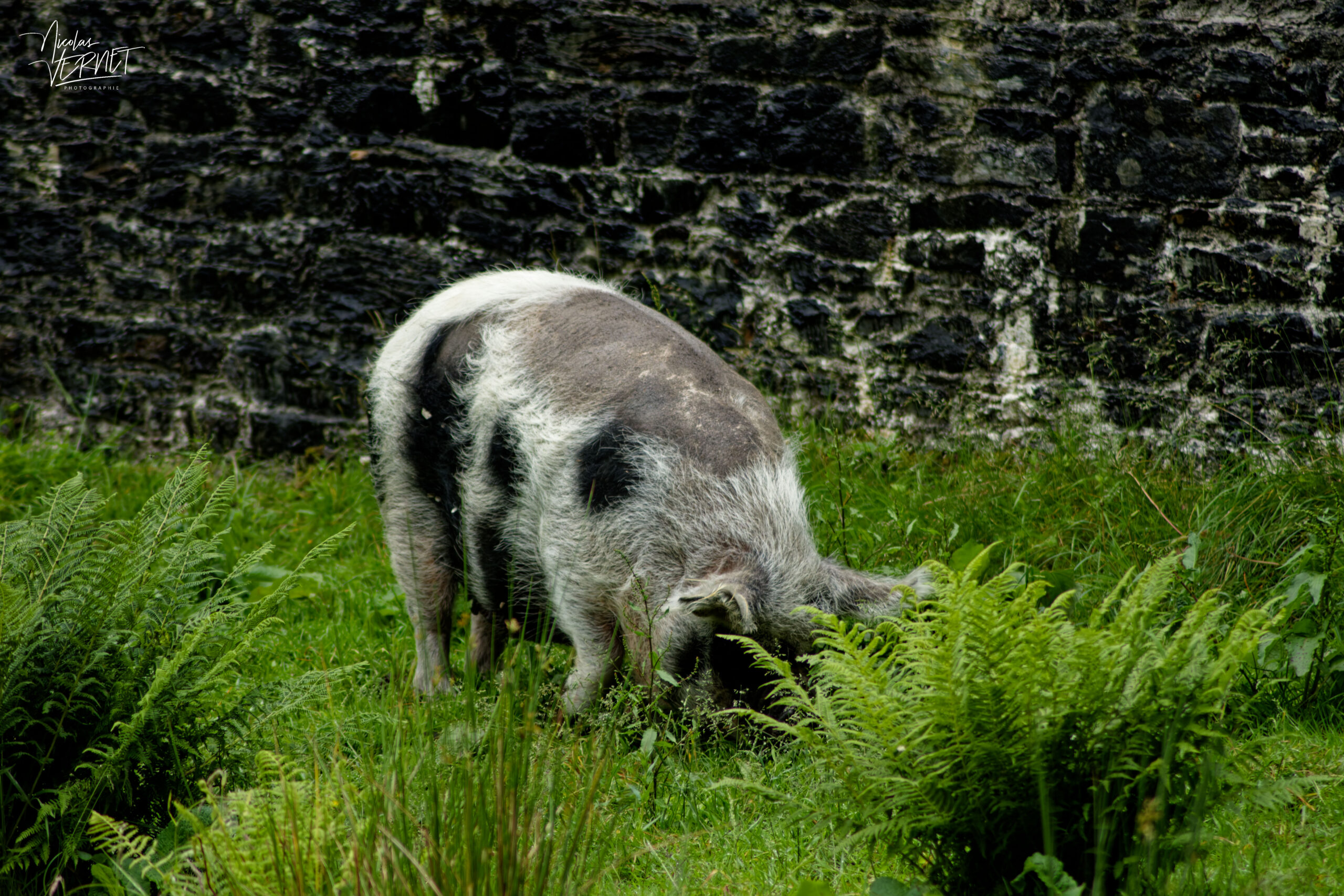Cochon de race KuneKune (Sus domesticus), Jardin clos victorien, Abbaye de Kylemore, Pollacappul, Co. Galway, Irlande
