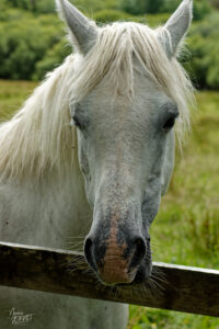 Jument de race Connemara (Equus caballus), Diamond Hill, Letterfrack, Co. Galway, Irlande