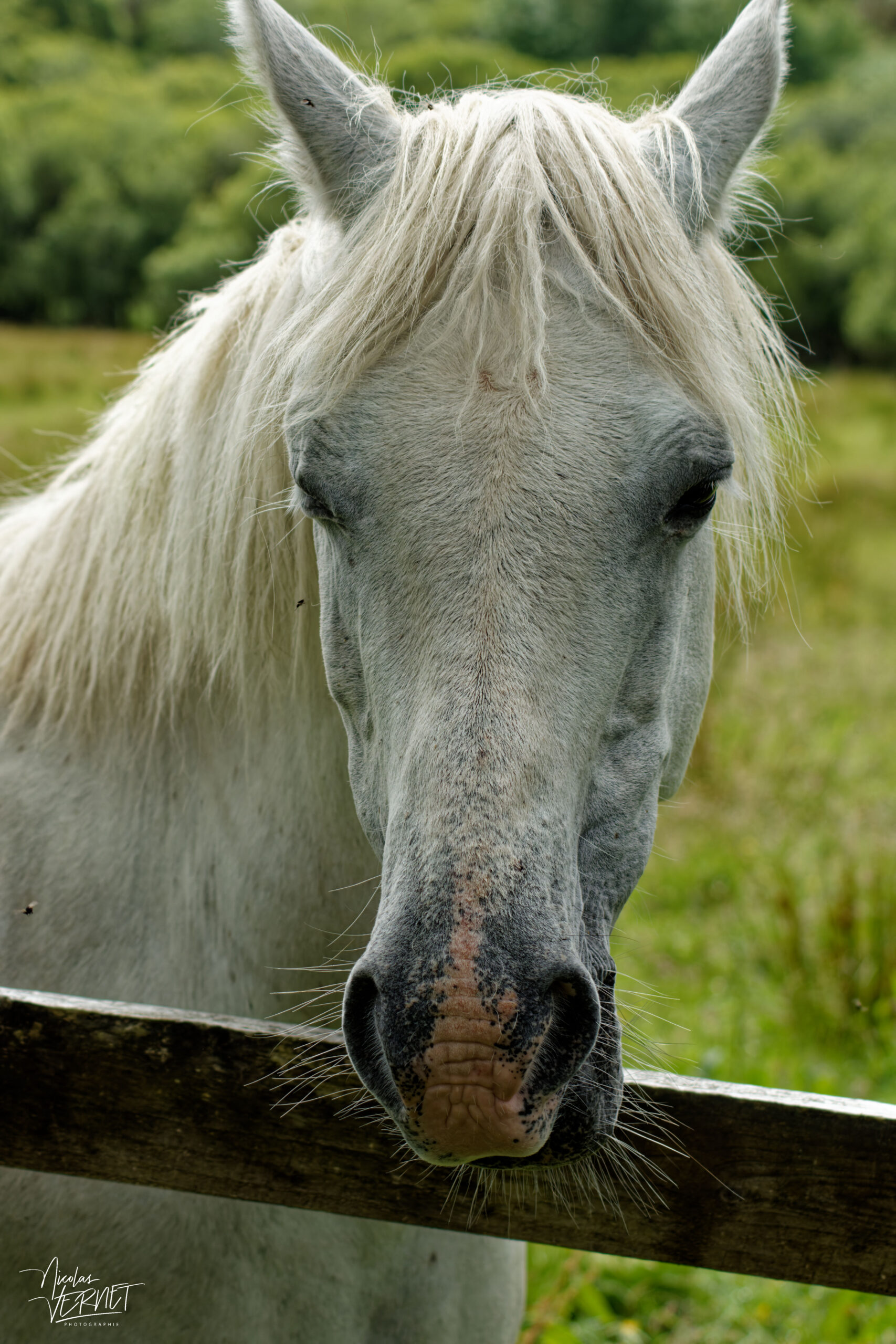 Jument de race Connemara (Equus caballus), Diamond Hill, Letterfrack, Co. Galway, Irlande