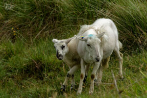 Agneau et brebis Beulah Speckled Face croisés, Diamond Hill, Letterfrack, Co. Galway, Irlande