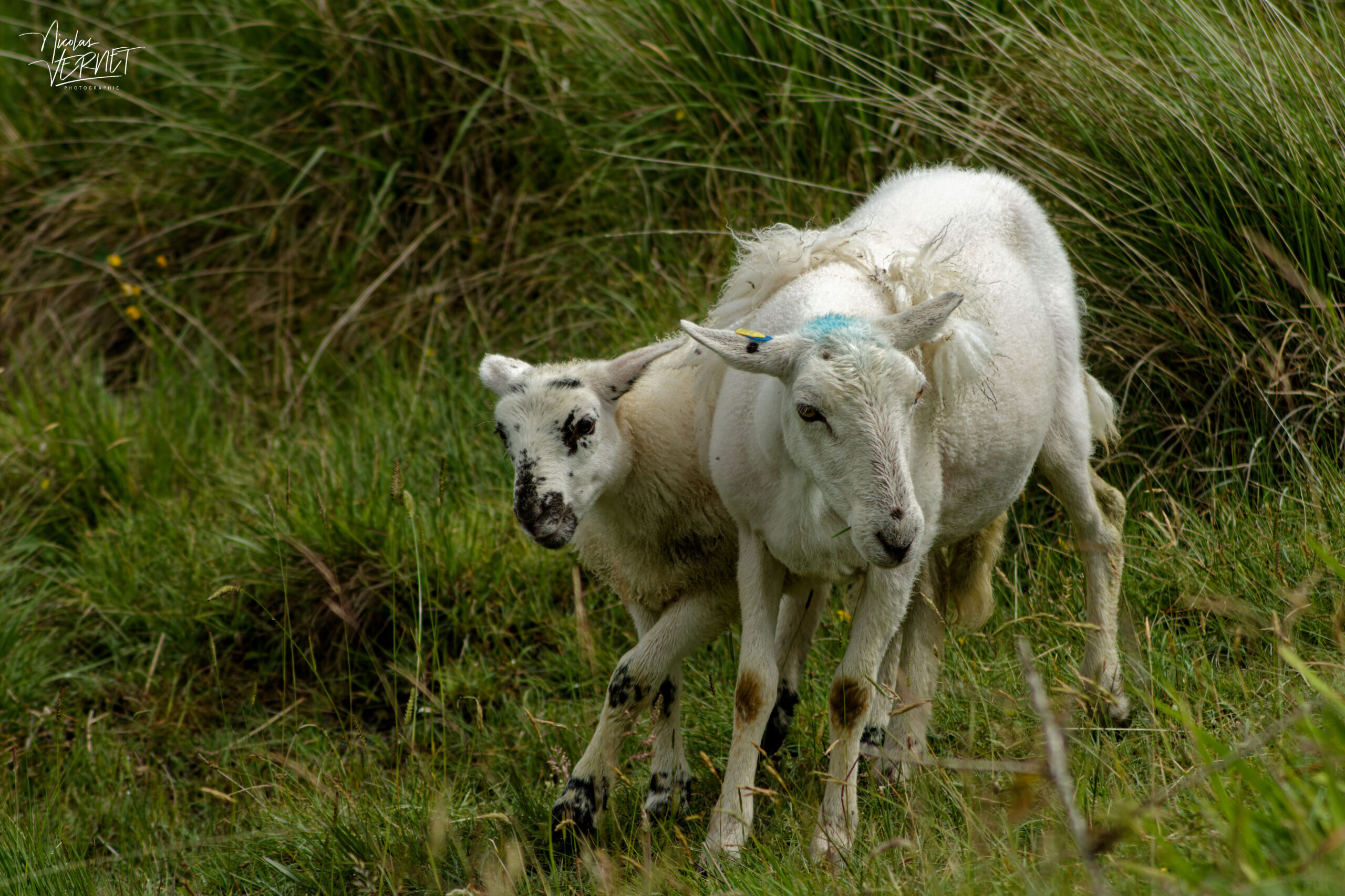 Agneau et brebis Beulah Speckled Face croisés, Diamond Hill, Letterfrack, Co. Galway, Irlande
