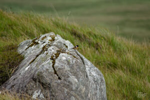 Tarier pâtre mâle (Saxicola rubicola), Diamond Hill, Letterfrack, Co. Galway, Irlande