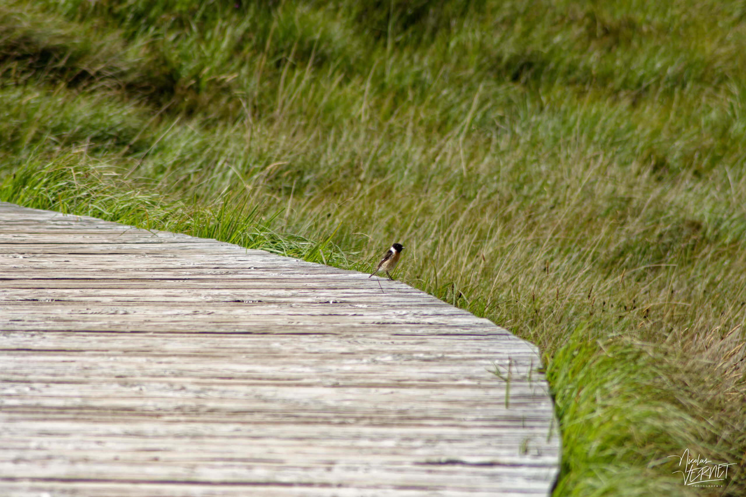 Tarier pâtre mâle (Saxicola rubicola), Diamond Hill, Letterfrack, Co. Galway, Irlande
