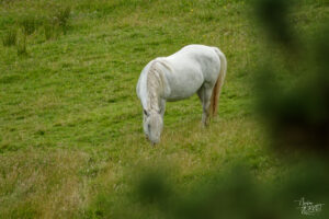 Jument de race Connemara (Equus caballus), Diamond Hill, Letterfrack, Co. Galway, Irlande