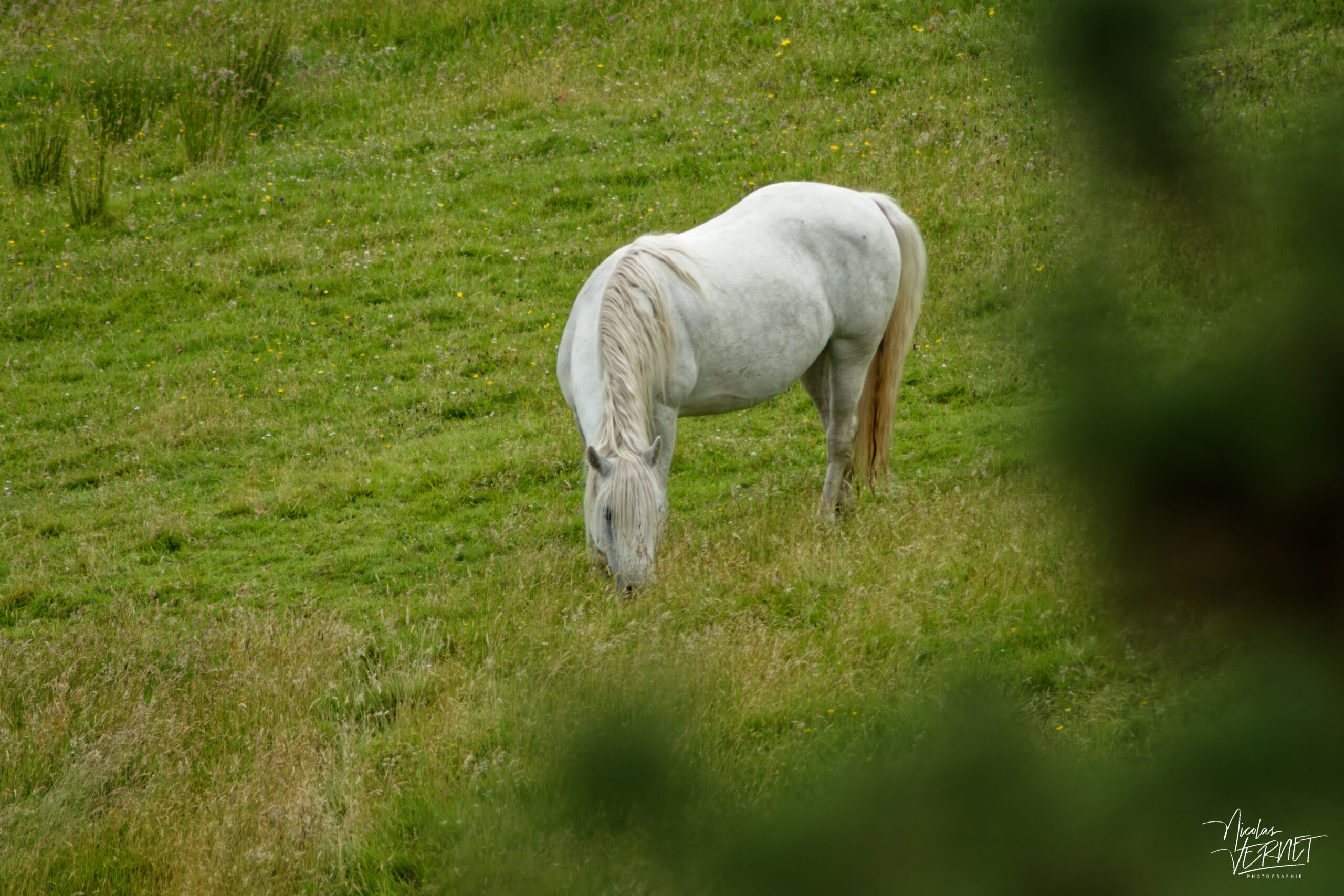 Jument de race Connemara (Equus caballus), Diamond Hill, Letterfrack, Co. Galway, Irlande
