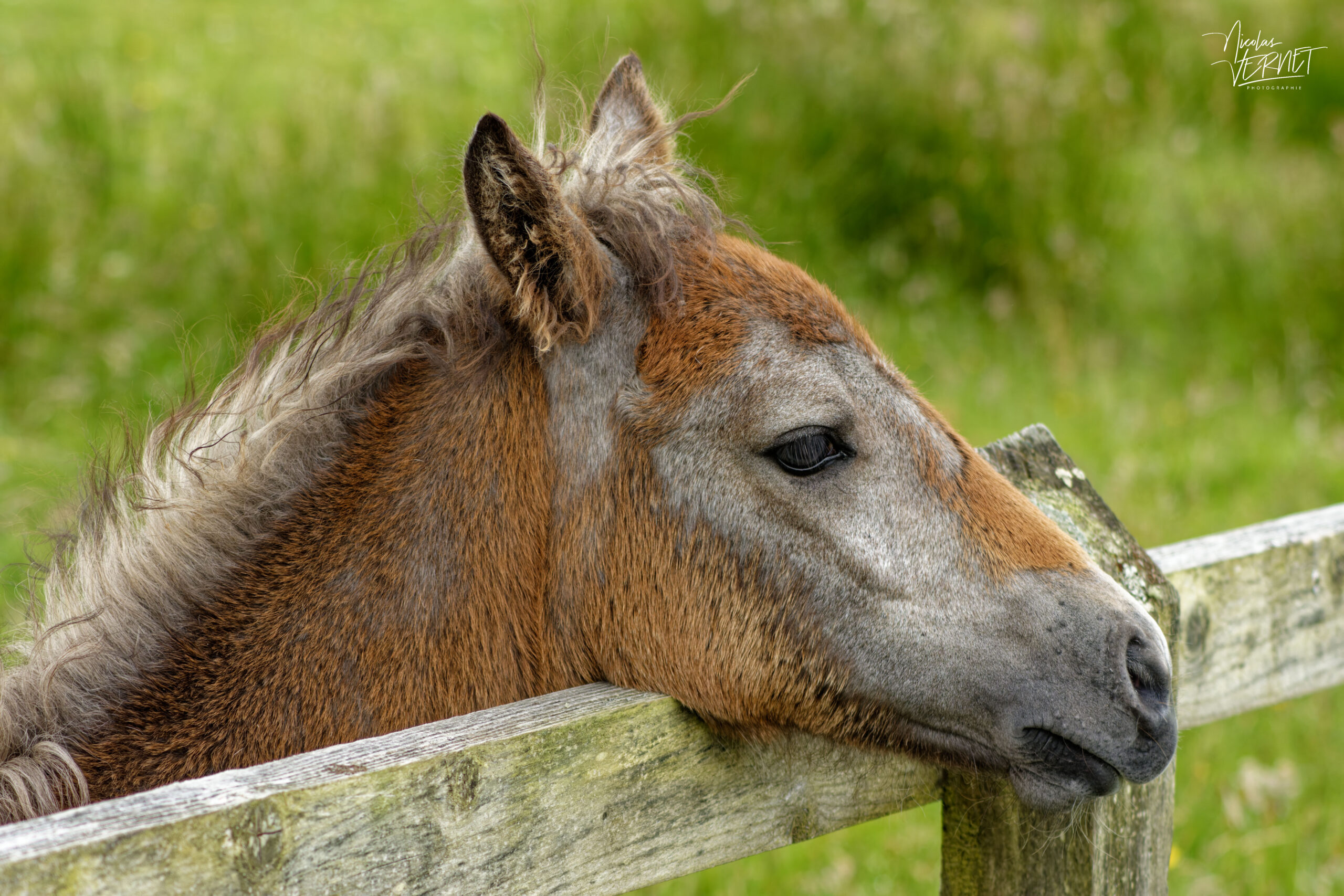 Poulain de race Connemara (Equus caballus), Diamond Hill, Letterfrack, Co. Galway, Irlande