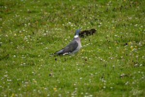 Pigeon ramier (Columba palumbus), Diamond Hill, Letterfrack, Co. Galway, Irlande