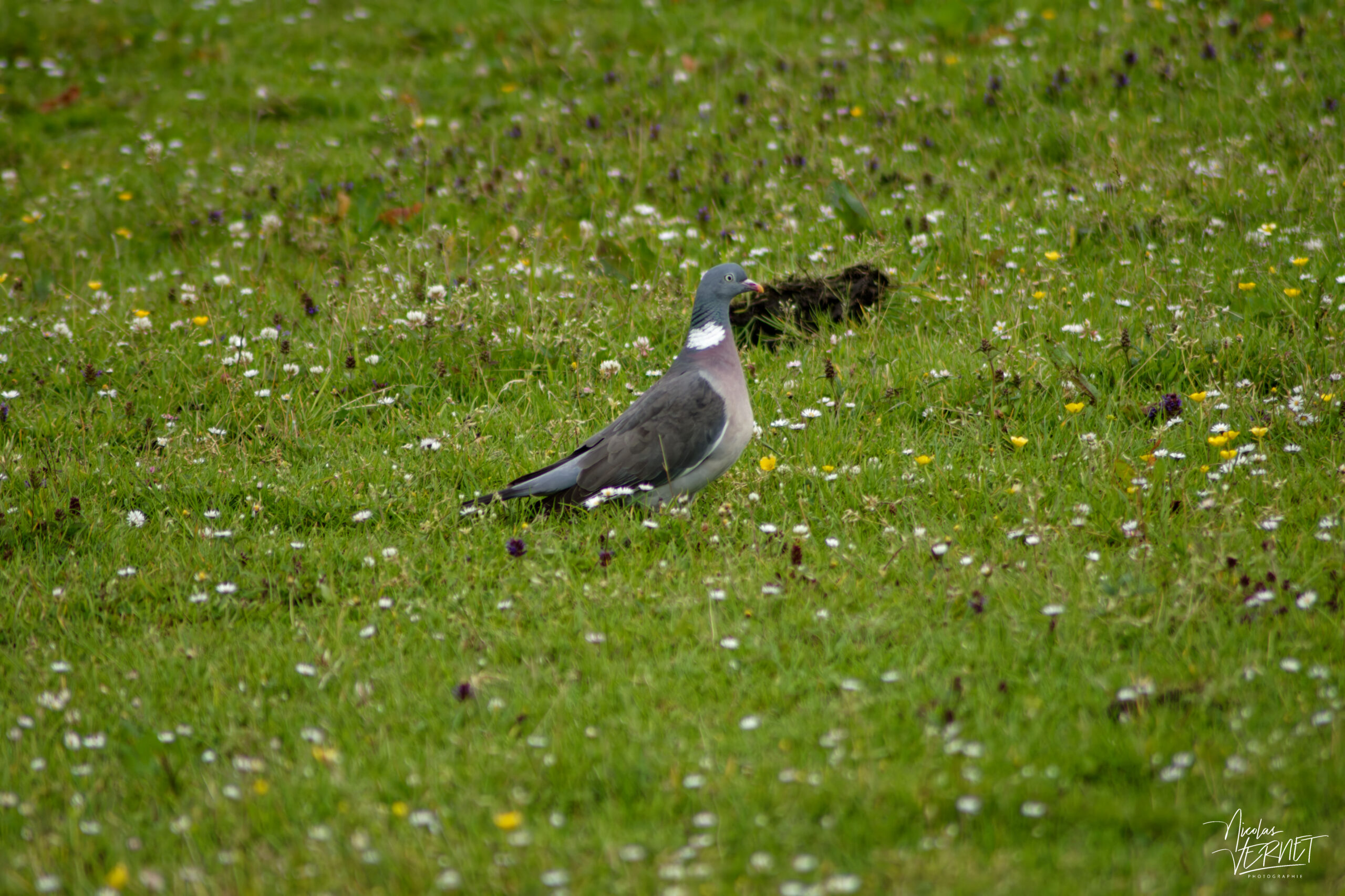 Pigeon ramier (Columba palumbus), Diamond Hill, Letterfrack, Co. Galway, Irlande