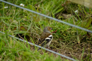Pinson des arbres (Fringilla coelebs), Diamond Hill, Letterfrack, Co. Galway, Irlande