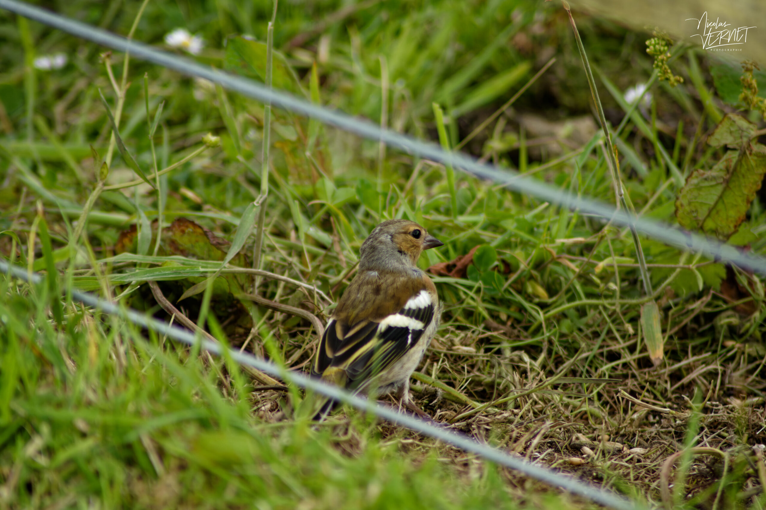 Pinson des arbres (Fringilla coelebs), Diamond Hill, Letterfrack, Co. Galway, Irlande