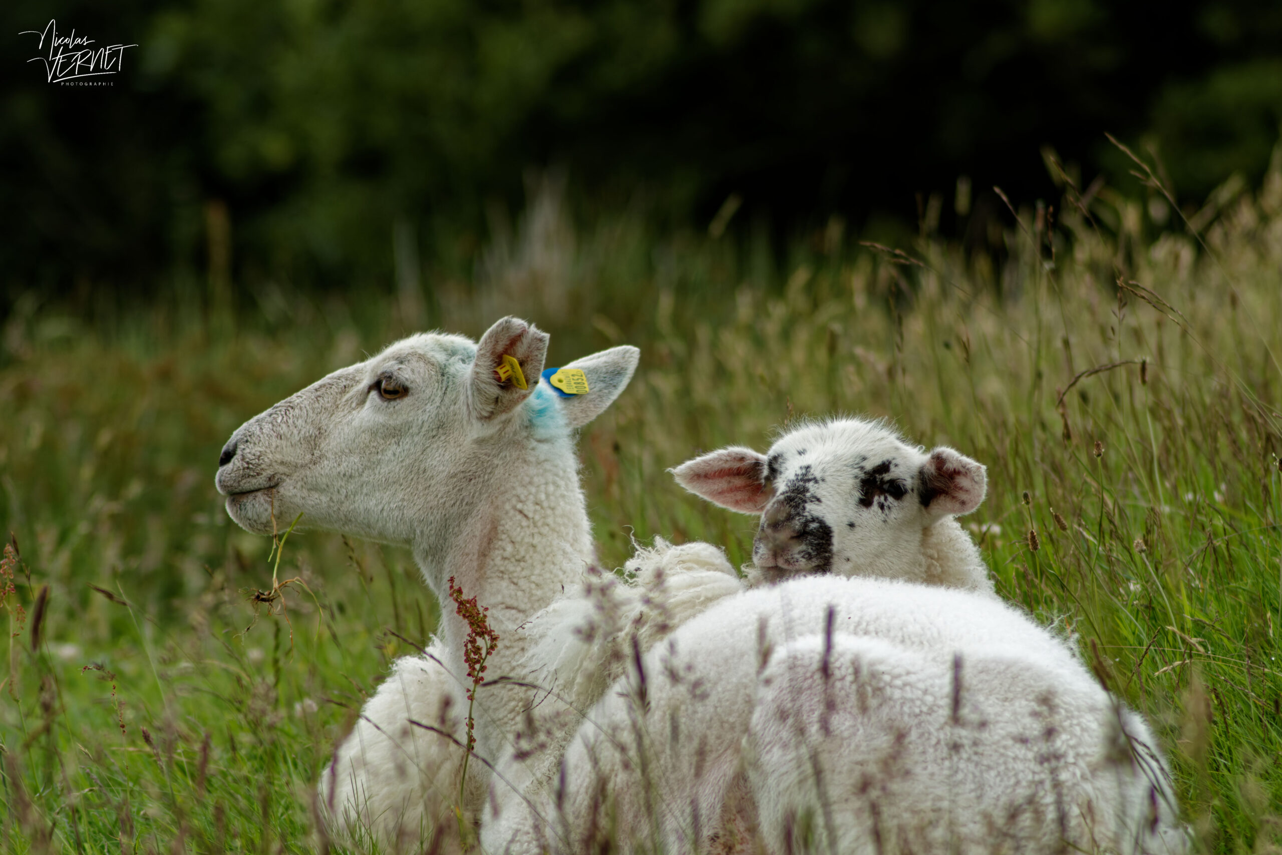 Agneau et brebis Beulah Speckled Face croisés, Diamond Hill, Letterfrack, Co. Galway, Irlande