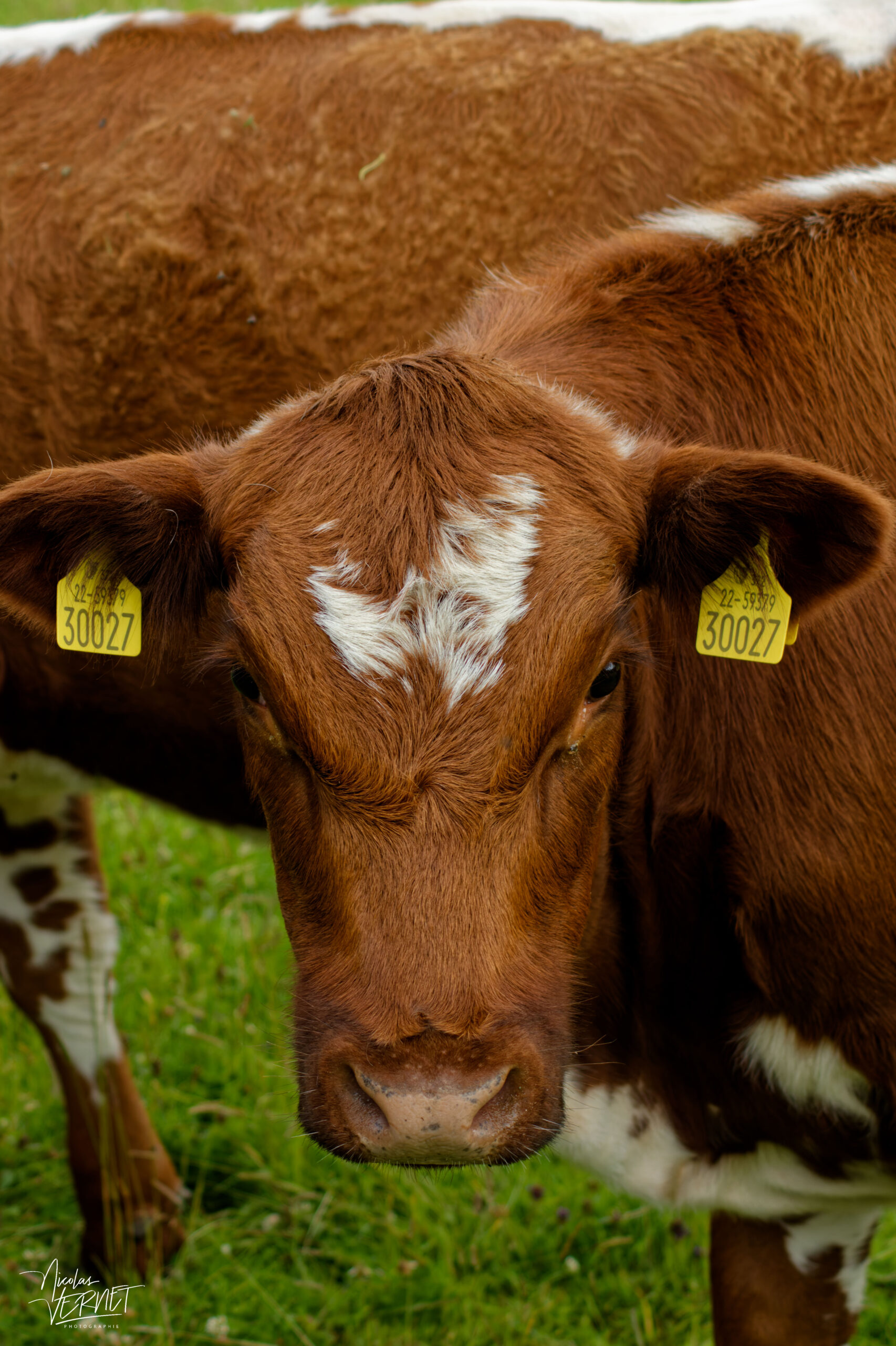 Vache de race Shorthorn, Diamond Hill, Letterfrack, Co. Galway, Irlande