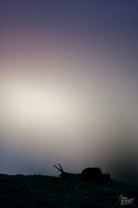 Silhouette d'un escargot terrestre (Gastropoda) en contre-jour, Glassillaun, Co. Galway, Irlande