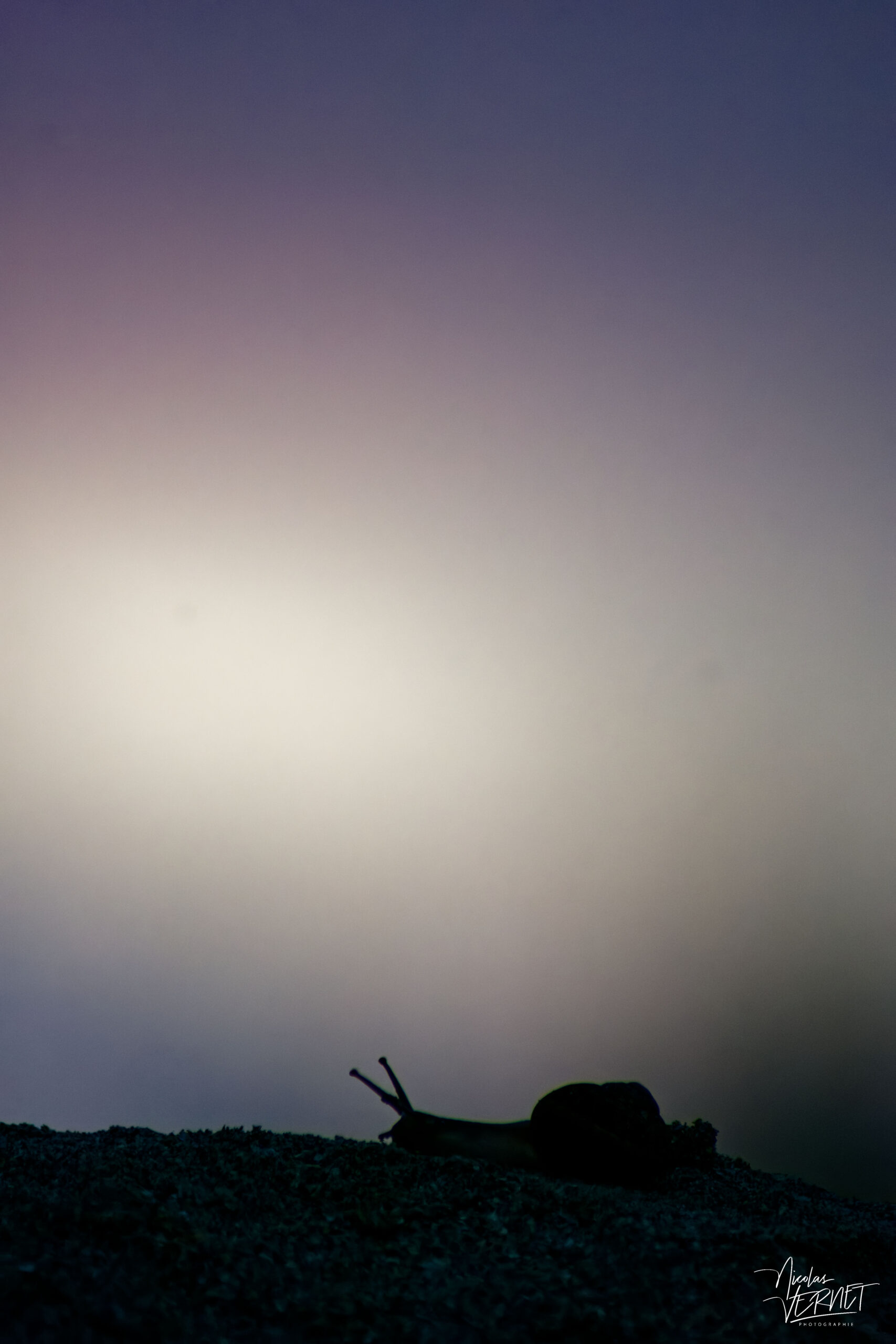 Silhouette d'un escargot terrestre (Gastropoda) en contre-jour, Glassillaun, Co. Galway, Irlande