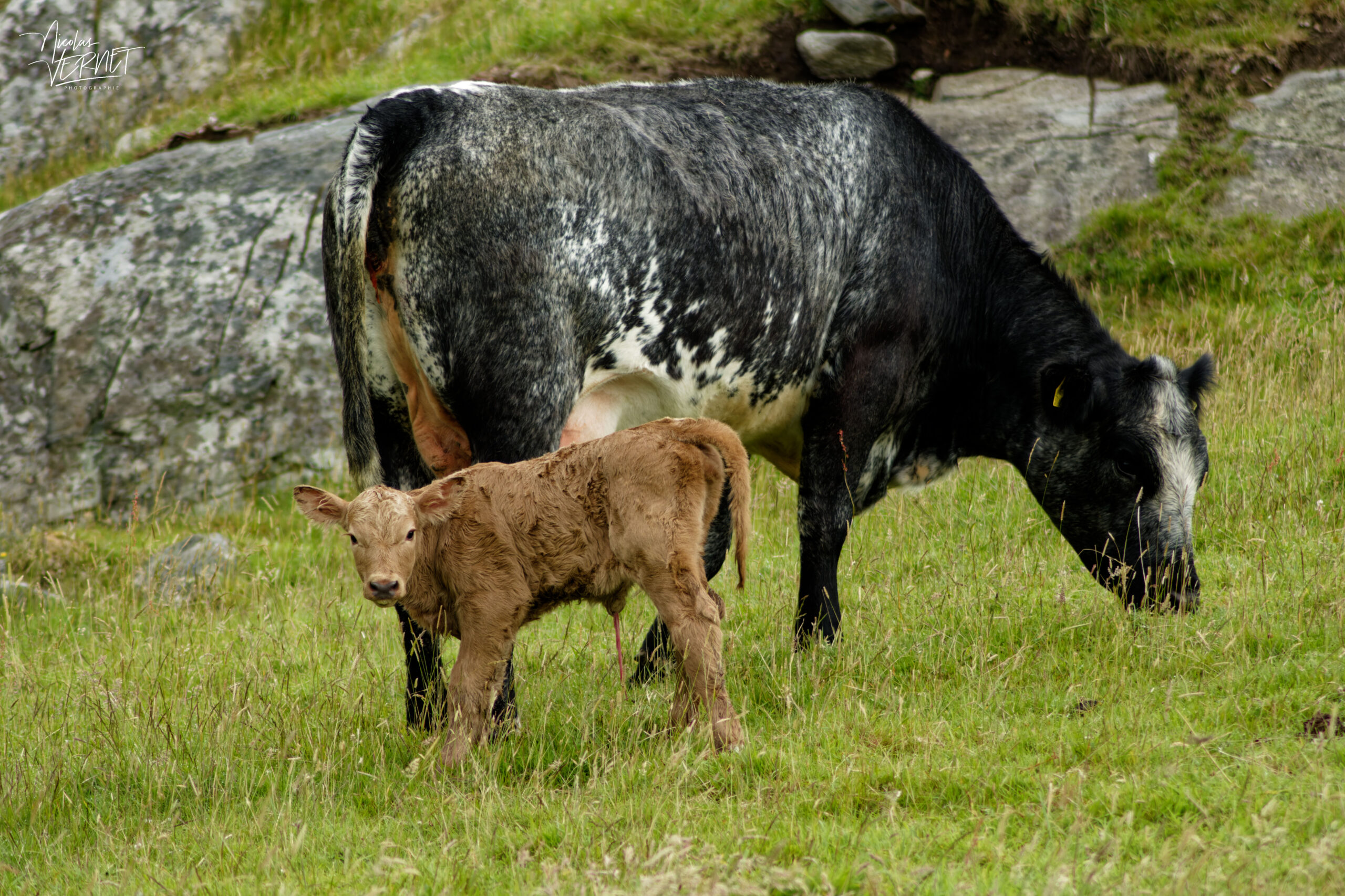 Vache de race Blue Roan Shorthorn et son veau nouveau-né croisé Charolais, Castle Demesne, Co. Galway, Irlande