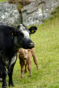 Vache de race Blue Roan Shorthorn et son veau nouveau-né croisé Charolais, Castle Demesne, Co. Galway, Irlande