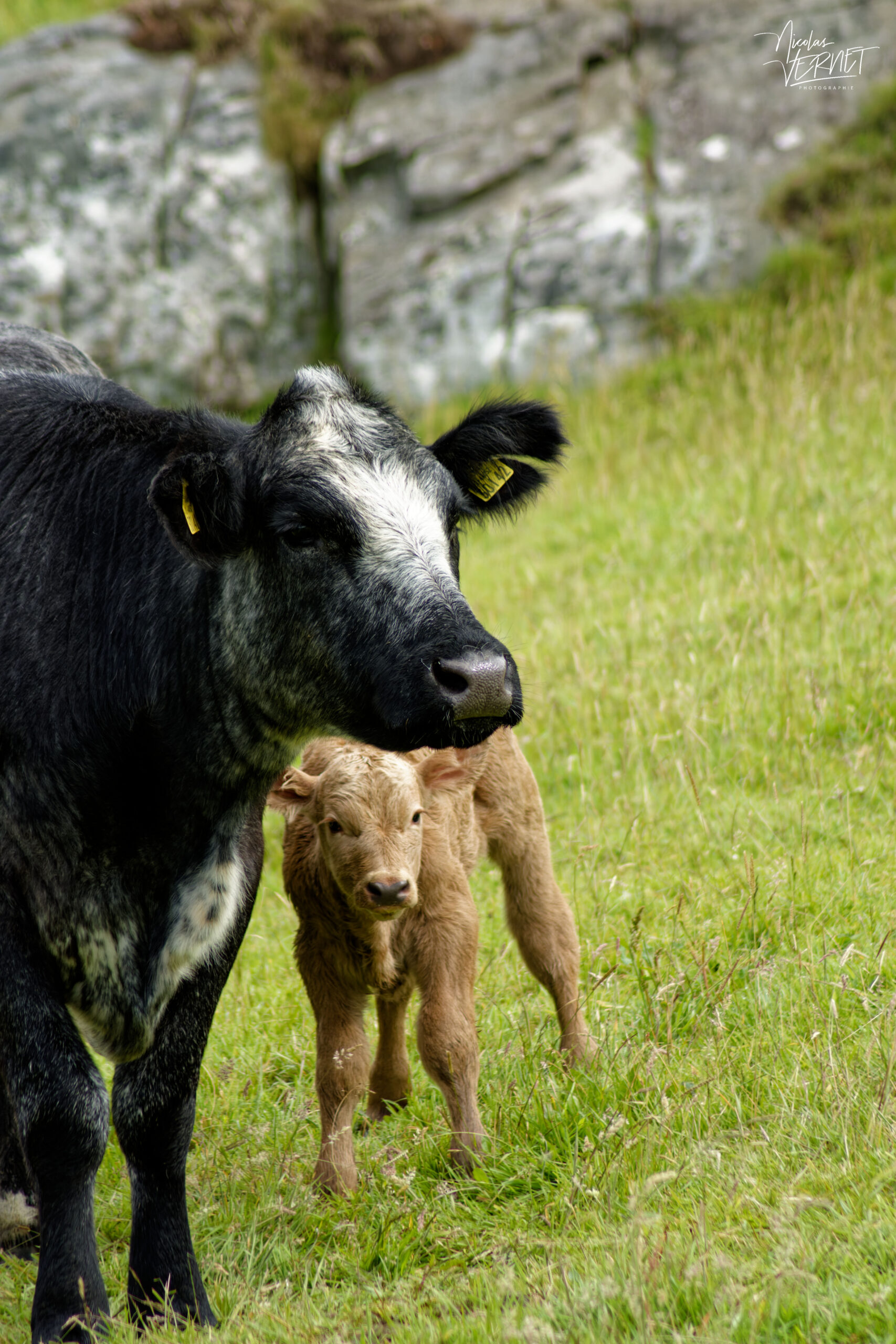 Vache de race Blue Roan Shorthorn et son veau nouveau-né croisé Charolais, Castle Demesne, Co. Galway, Irlande