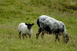 Agneau et brebis Scottish Blackface, Castle Demesne, Co. Galway, Irlande