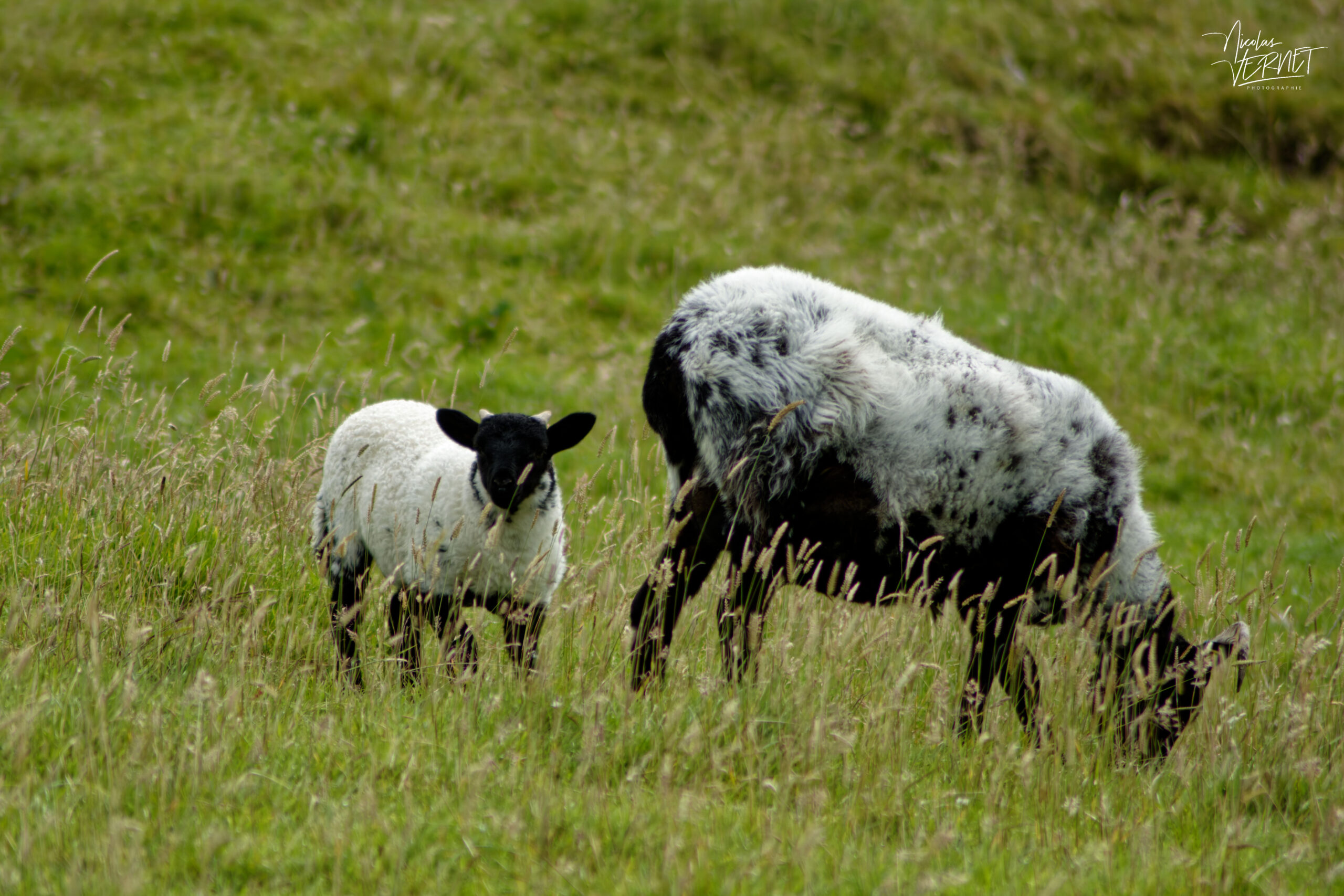 Agneau et brebis Scottish Blackface, Castle Demesne, Co. Galway, Irlande