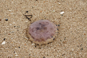 Méduse sur la plage de Coral Strand, Shannanagower, Co. Galway, Irlande