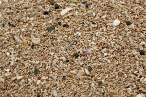 Accumulation d'algues calcaires (Maërl) sur la plage de Coral Strand, Shannanagower, Co. Galway, Irlande