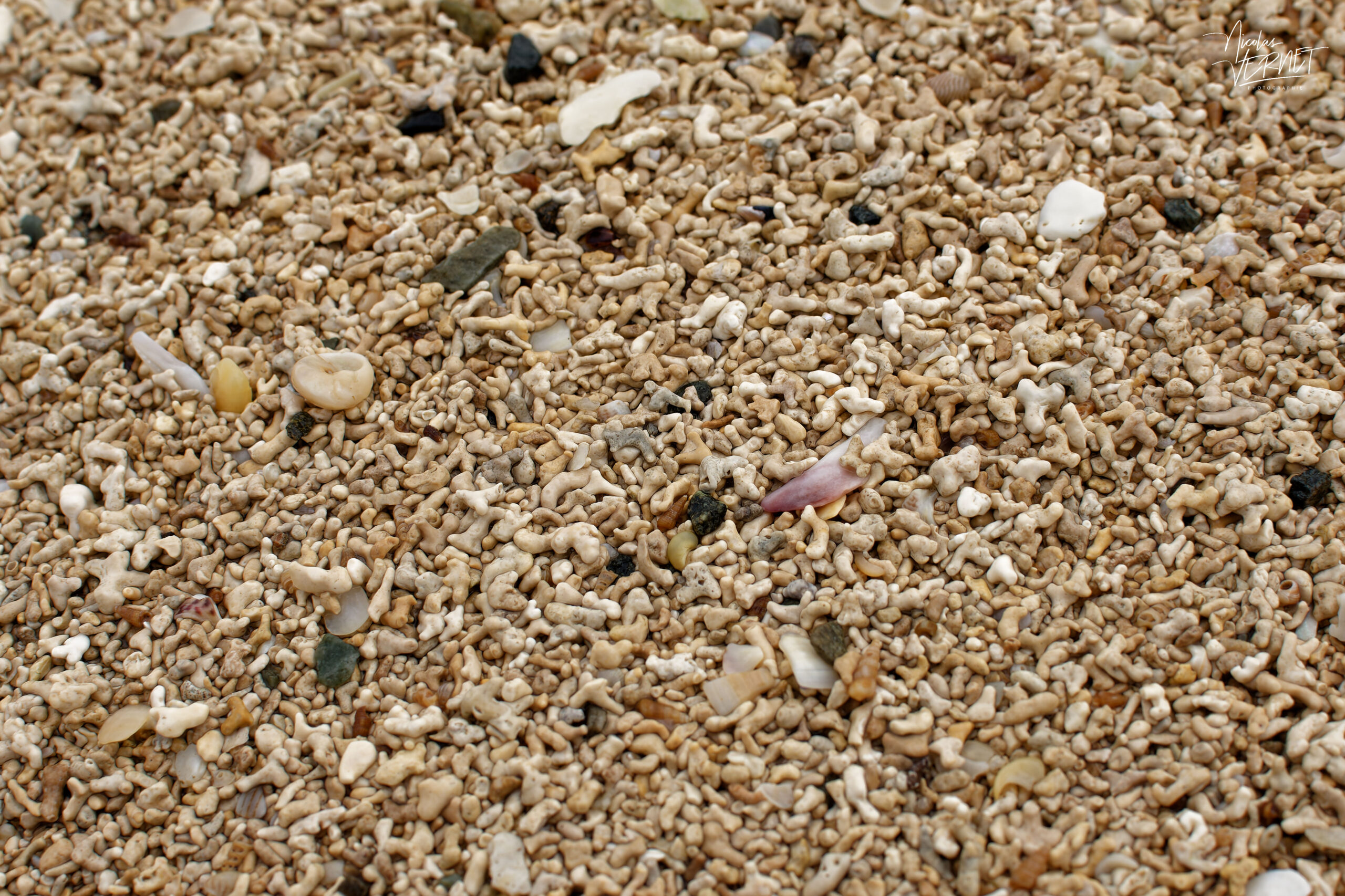 Accumulation d'algues calcaires (Maërl) sur la plage de Coral Strand, Shannanagower, Co. Galway, Irlande