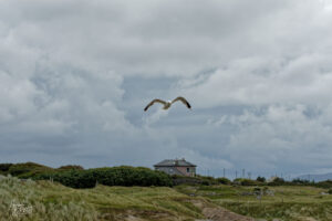 Goéland argenté (Larus argentatus), Shannanagower, Co. Galway, Irlande