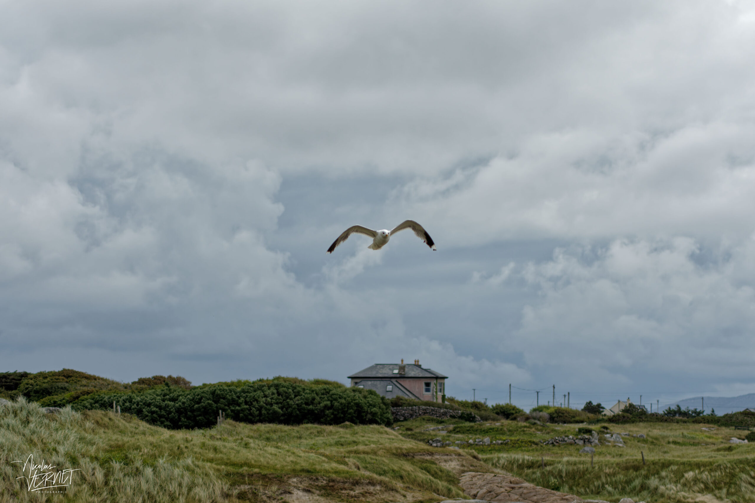 Goéland argenté (Larus argentatus), Shannanagower, Co. Galway, Irlande