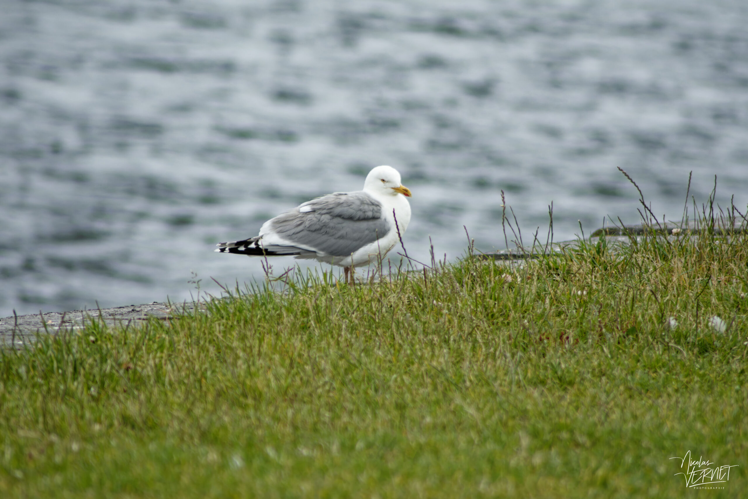Goéland argenté (Larus argentatus) dans le port de Galway, Irlande
