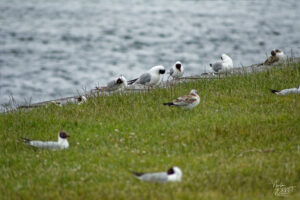 Mouettes rieuses (Chroicocephalus ridibundus) dans le port de Galway, Irlande