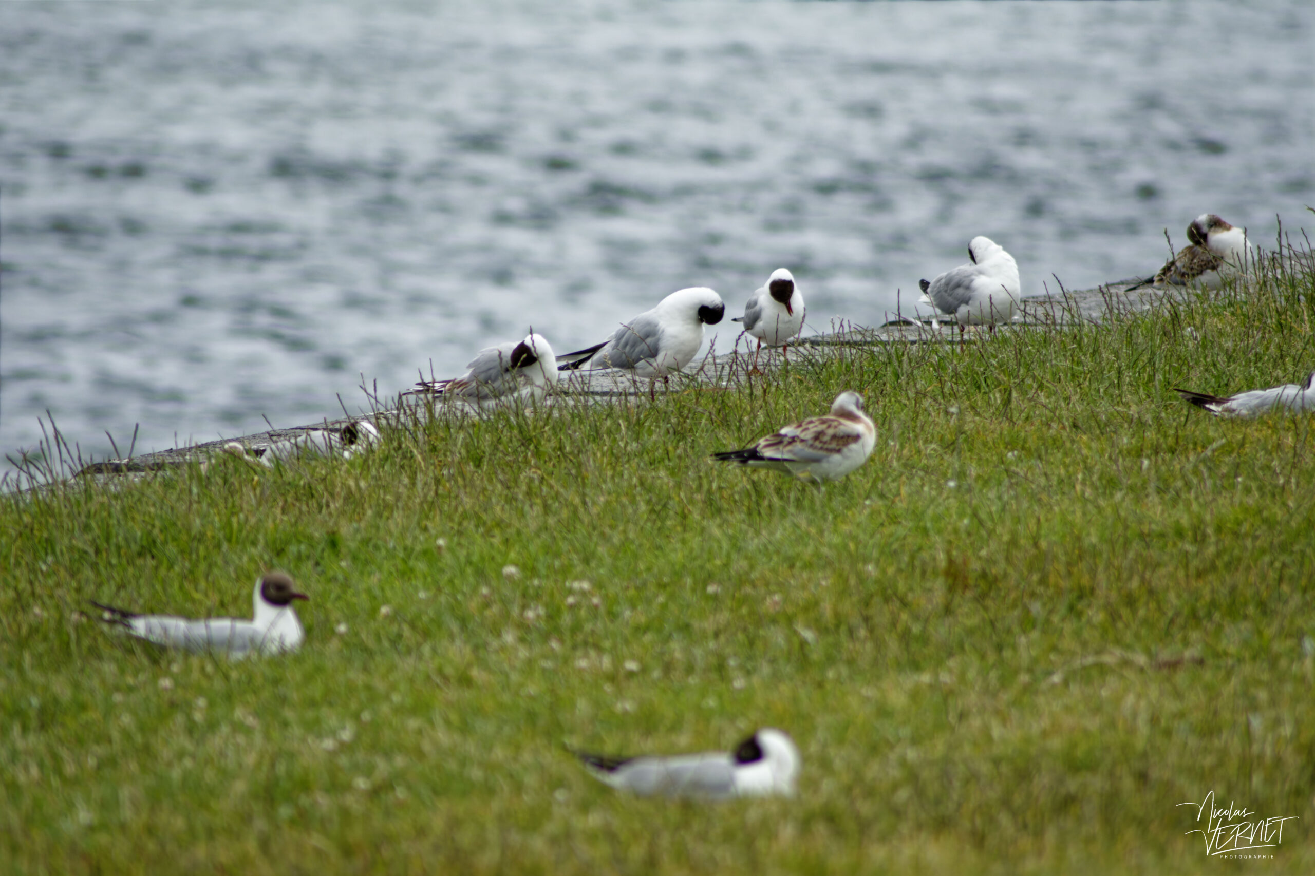 Mouettes rieuses (Chroicocephalus ridibundus) dans le port de Galway, Irlande
