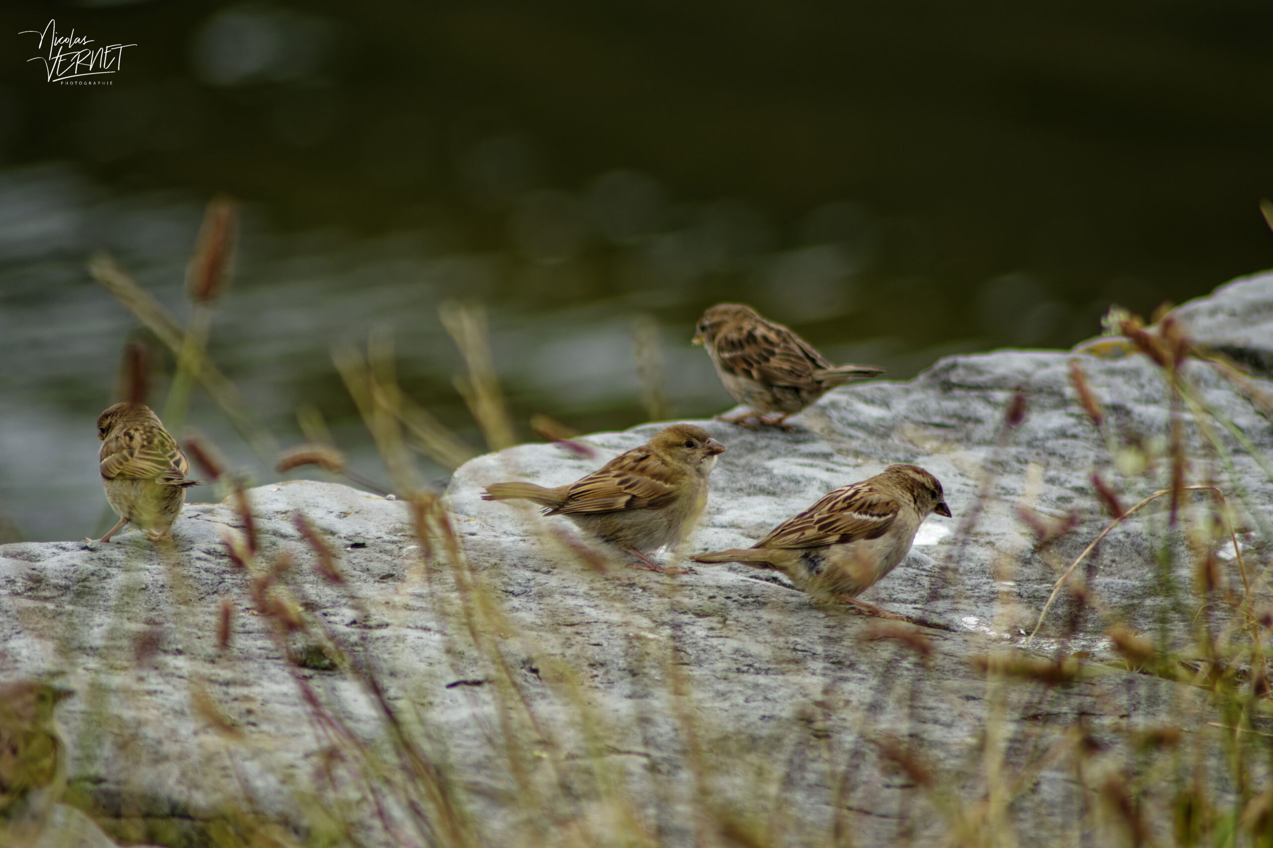 Moineaux domestiques (Passer domesticus) dans le port de Galway, Irlande