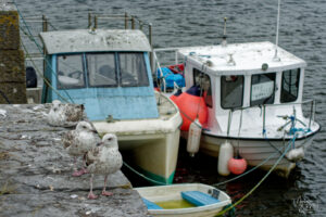 Goélands argentés juvéniles (Larus argentatus) dans le port de Galway, Irlande