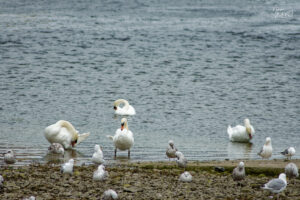 Cygnes tuberculés (Cygnus olor) et Goélands argentés (Larus argentatus) dans le port de Galway, Irlande