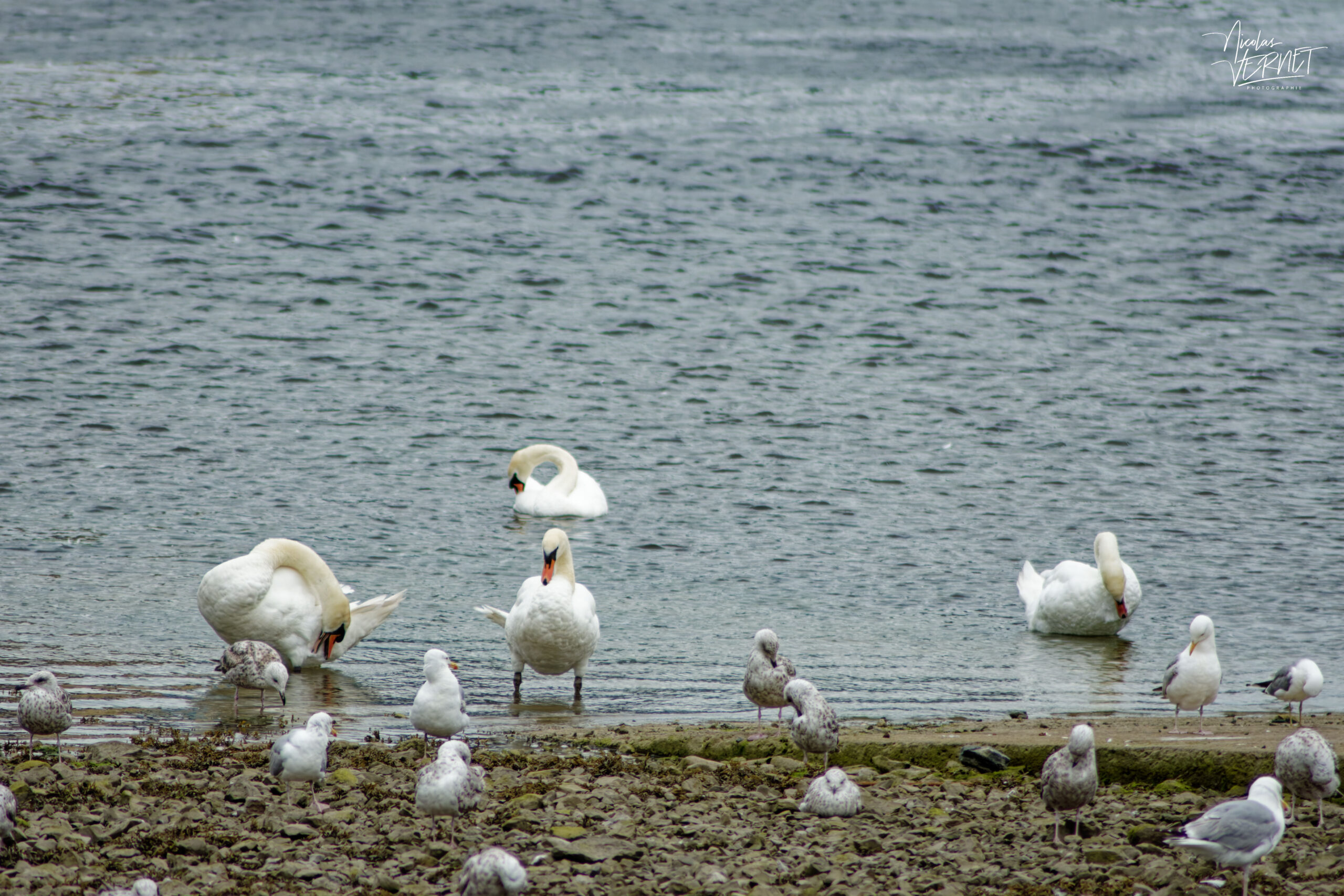 Cygnes tuberculés (Cygnus olor) et Goélands argentés (Larus argentatus) dans le port de Galway, Irlande