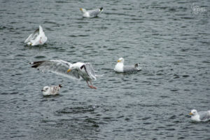 Goéland argenté (Larus argentatus) en plein amerrissage au milieu des ses congénères dans le port de Galway, Irlande