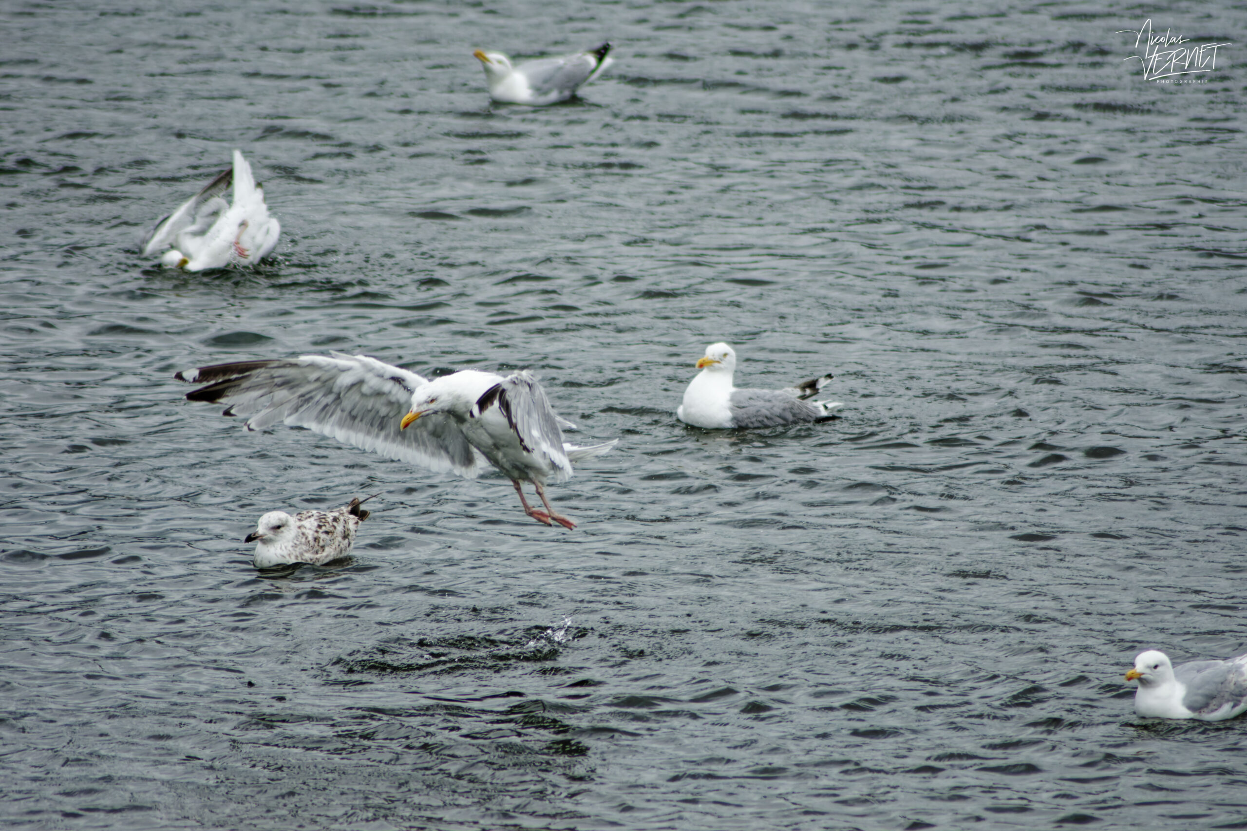 Goéland argenté (Larus argentatus) en plein amerrissage au milieu des ses congénères dans le port de Galway, Irlande